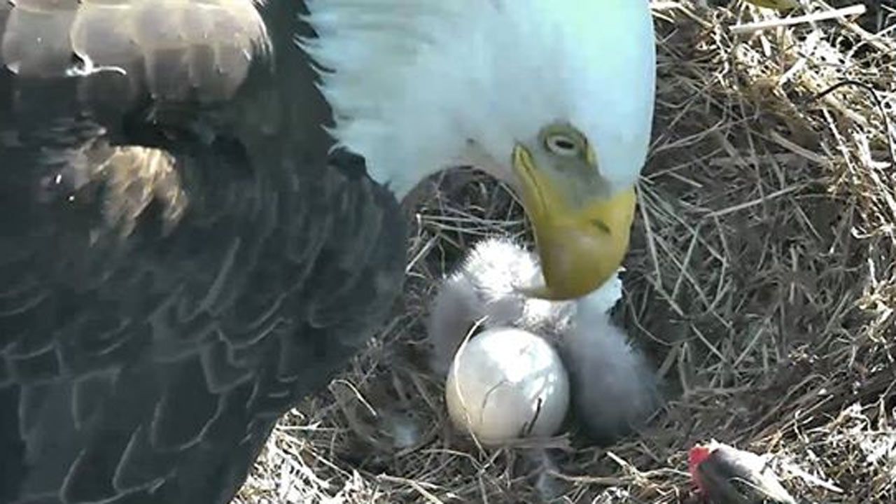 D.C. Bald Eagle Nest Cam Captures Egg Hatching