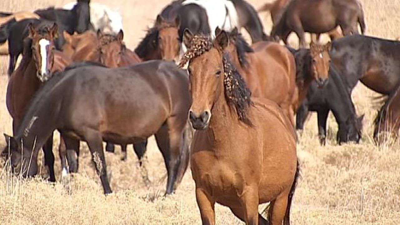 BLM Seeks Bids For Oklahoma Pastures To Host Wild Horses