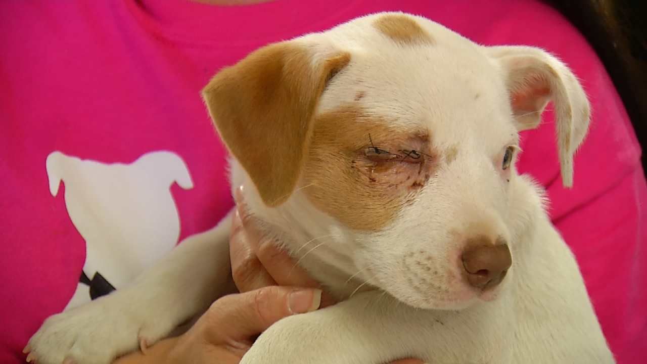 Rescuers Find Puppy Thrown From Car In Glenpool