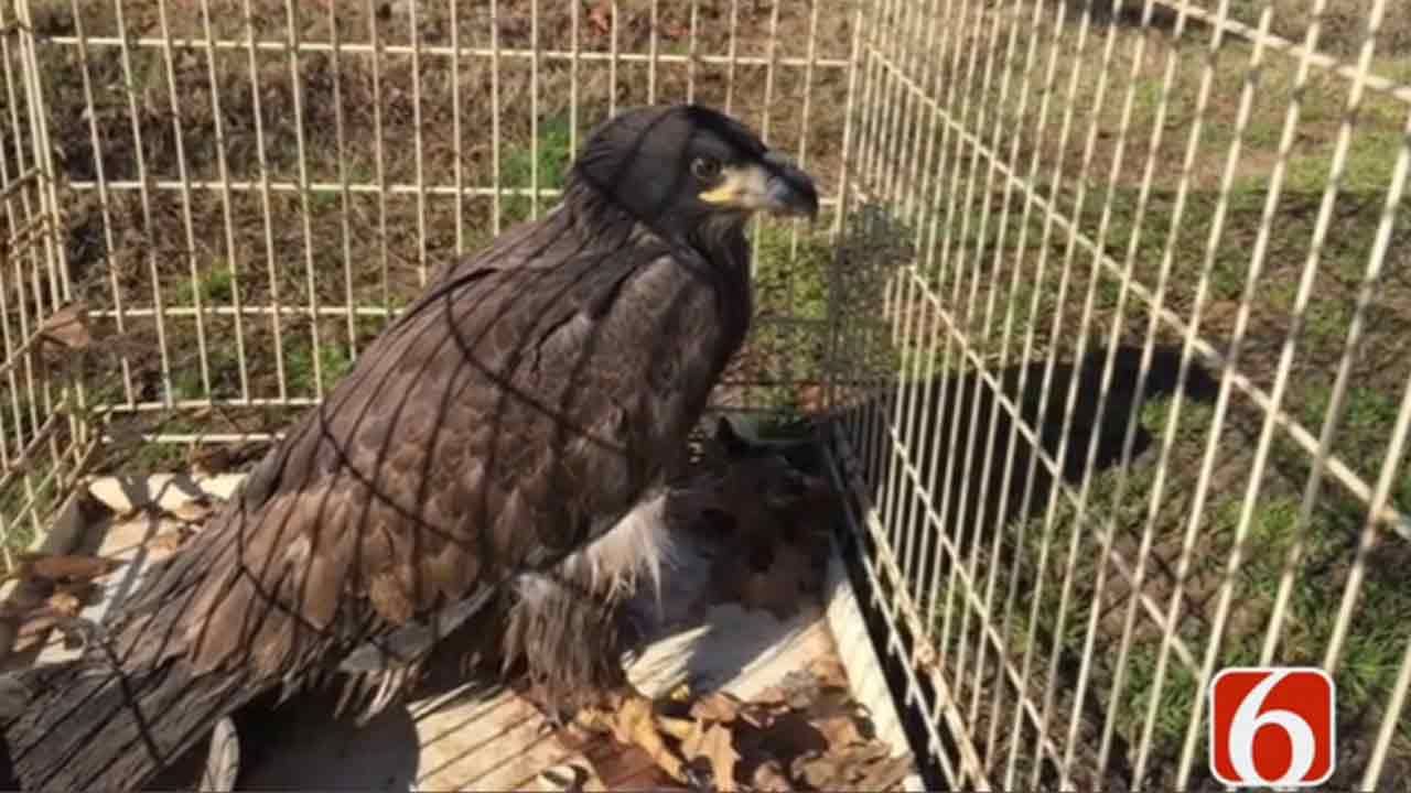OHP Trooper Rescues Injured Eagle With Help From Game Wardens