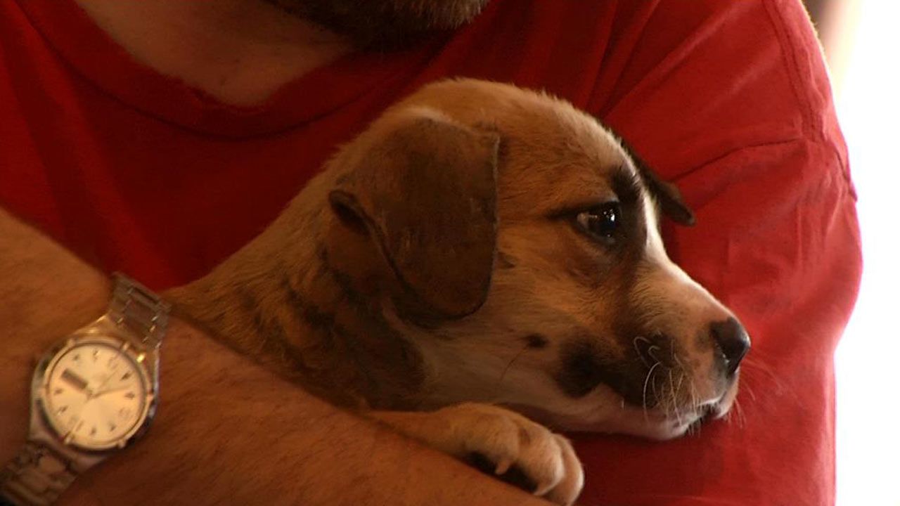 VCA Animal Hospitals Offer Free Boarding For Those Impacted By Tornado