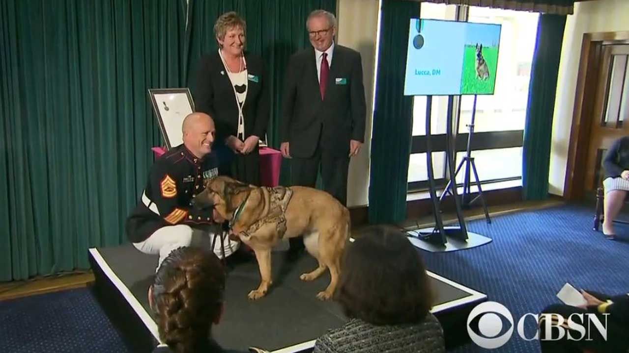 Injured U.S. Marine Dog Awarded Medal For Valor