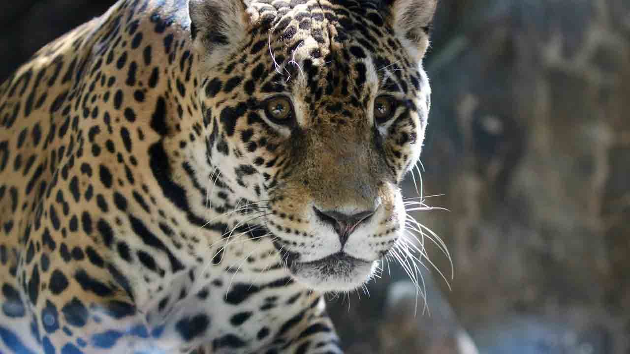 20-Year-Old Tulsa Zoo Jaguar Bebeto Dies