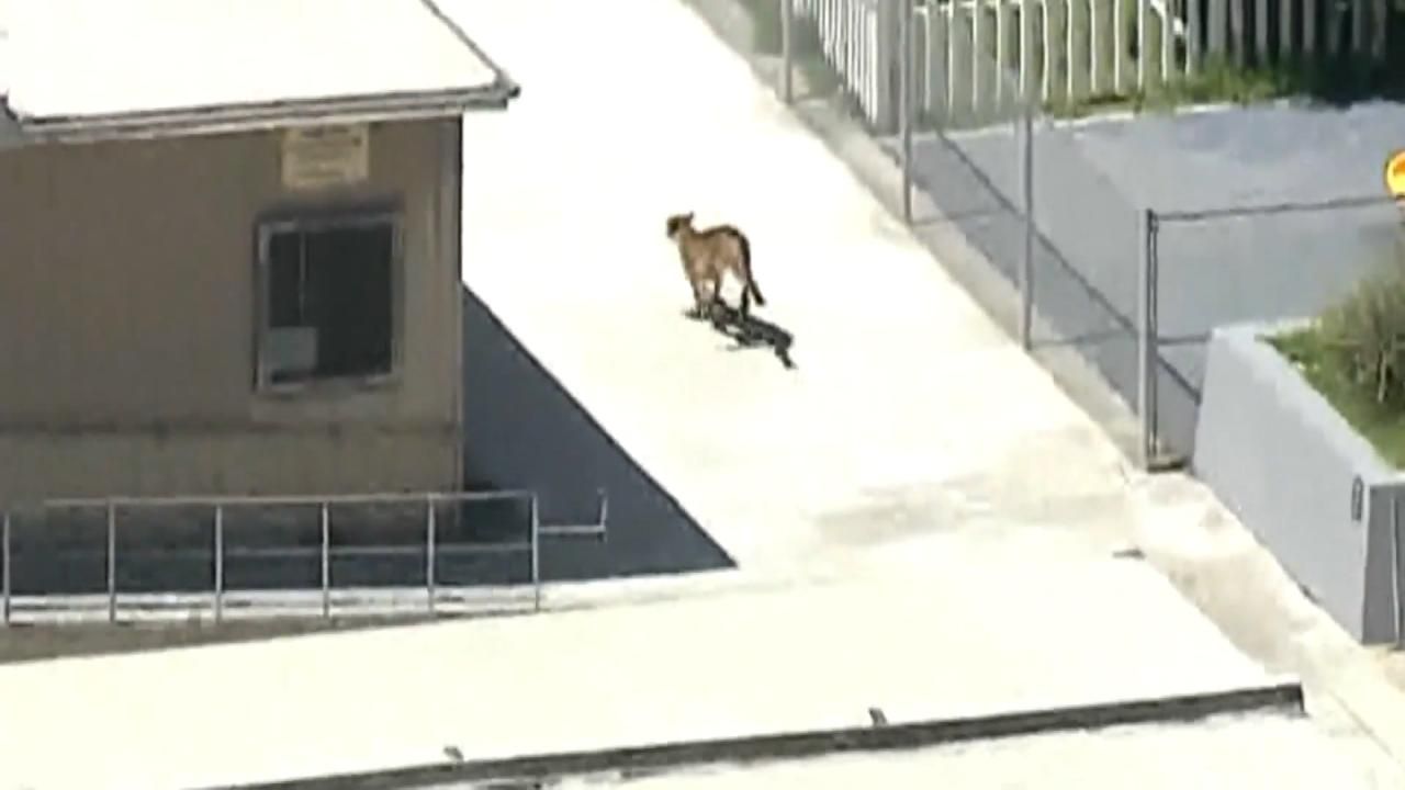 Mountain Lion Visits California High School