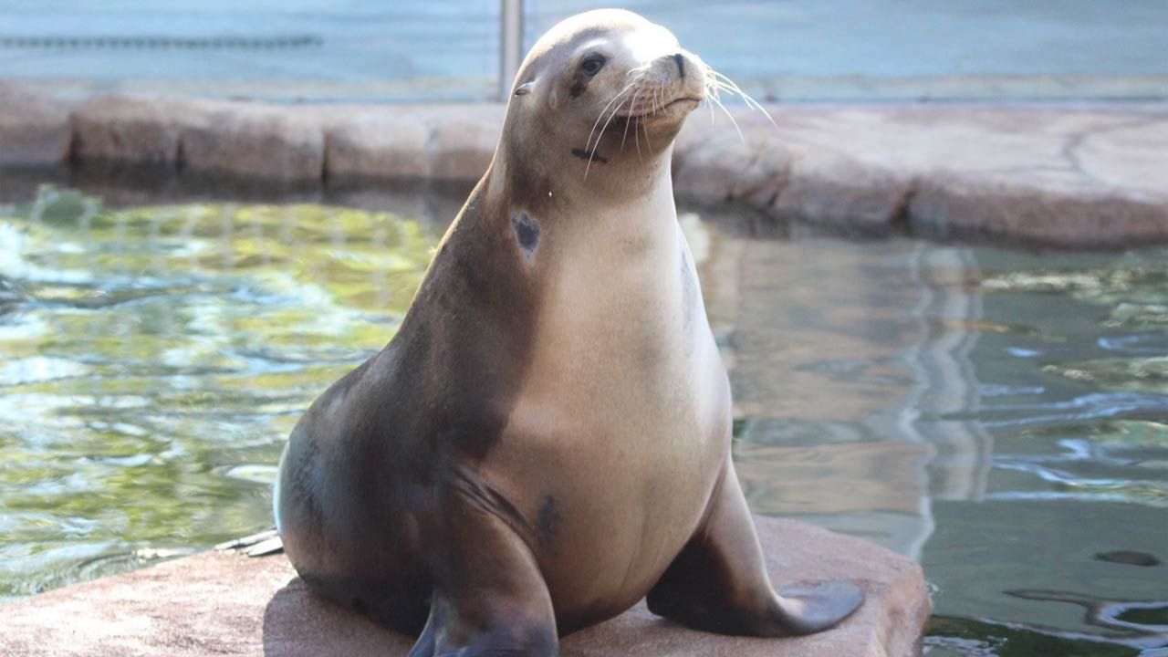 Tulsa Zoo's Dorsey The Sea Lion Dies