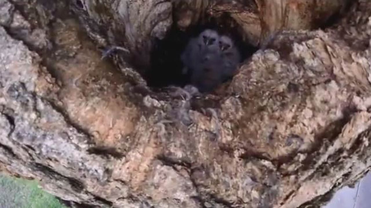 Barred Owls Nesting In Tulsa Get Attention From Cornell Researchers