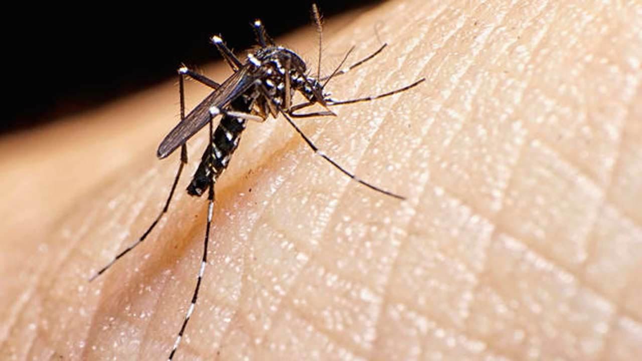 Rain, Warm Weather Contribute To Growing Threat Of Mosquitoes