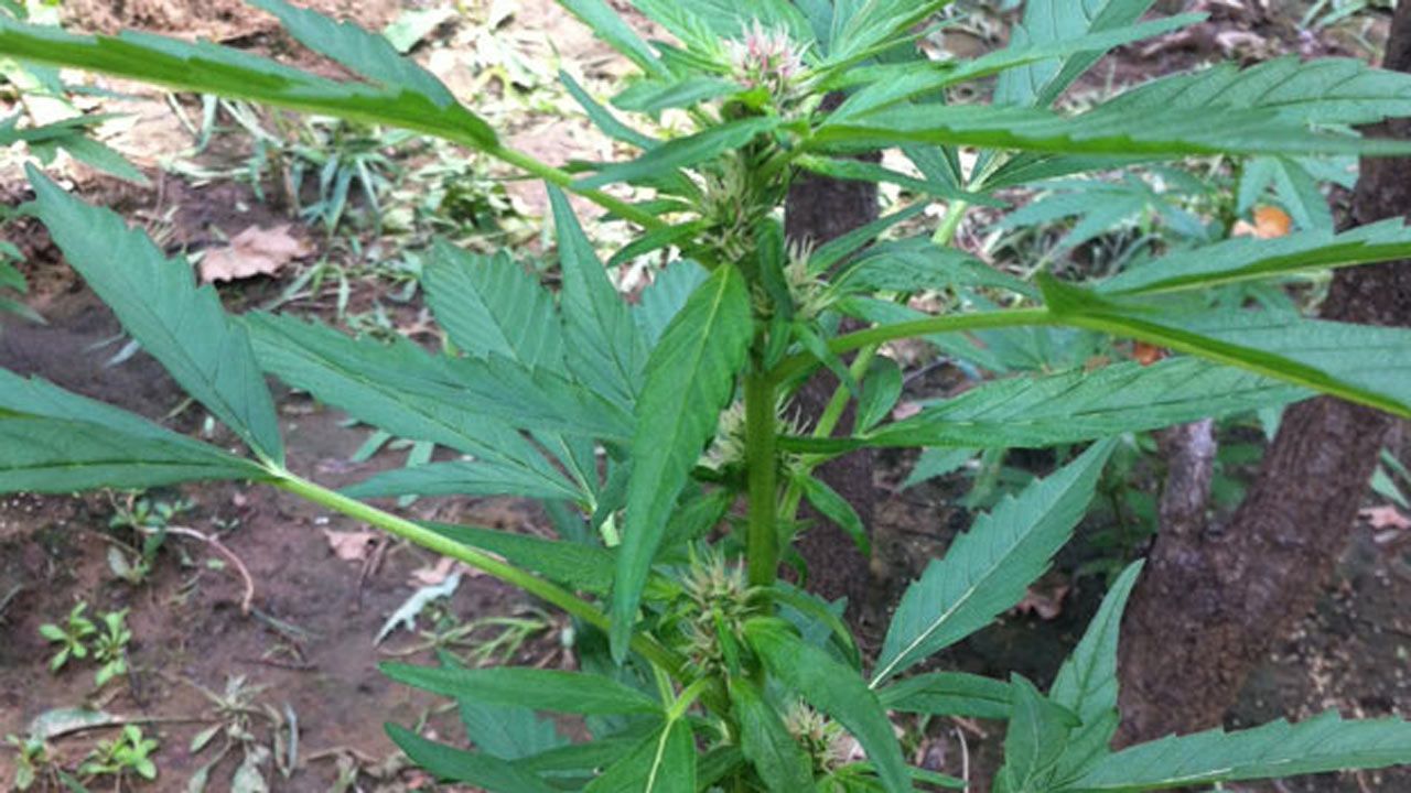 Nebraska, Oklahoma Join Suit To Halt Colorado Marijuana Law