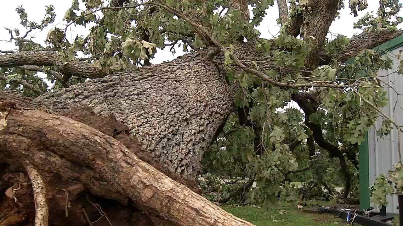 Greenleaf State Park Sustains Major Tree Damage