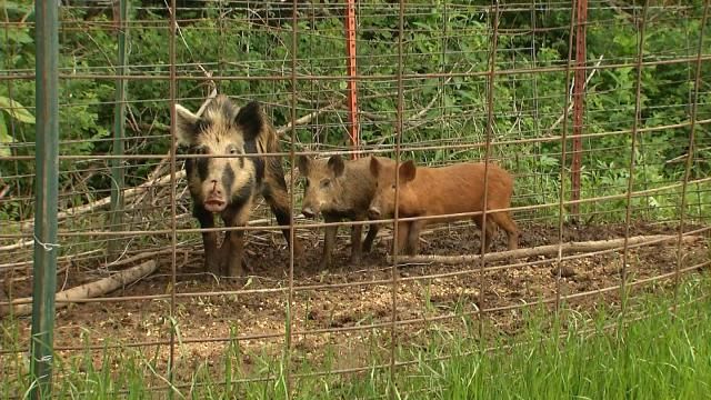 Measure To Reduce Feral Hog Population Headed To OK Governor