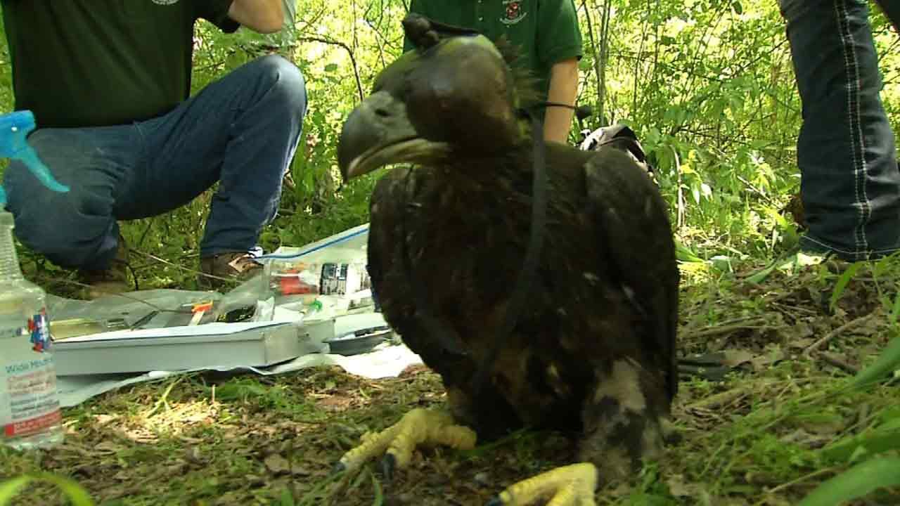 OK Experts Tag Eaglets To Learn More About Population