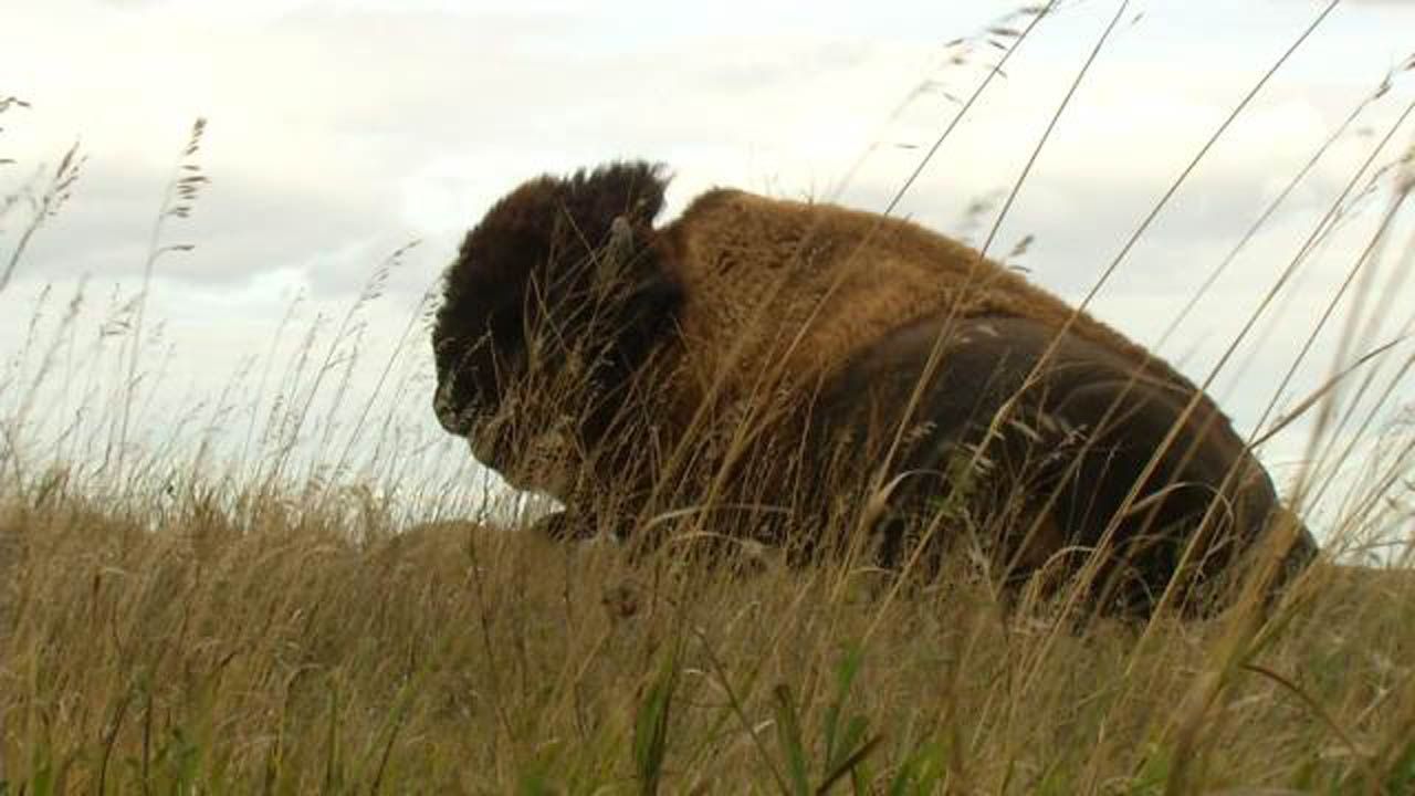 U.S. Names Bison National Mammal