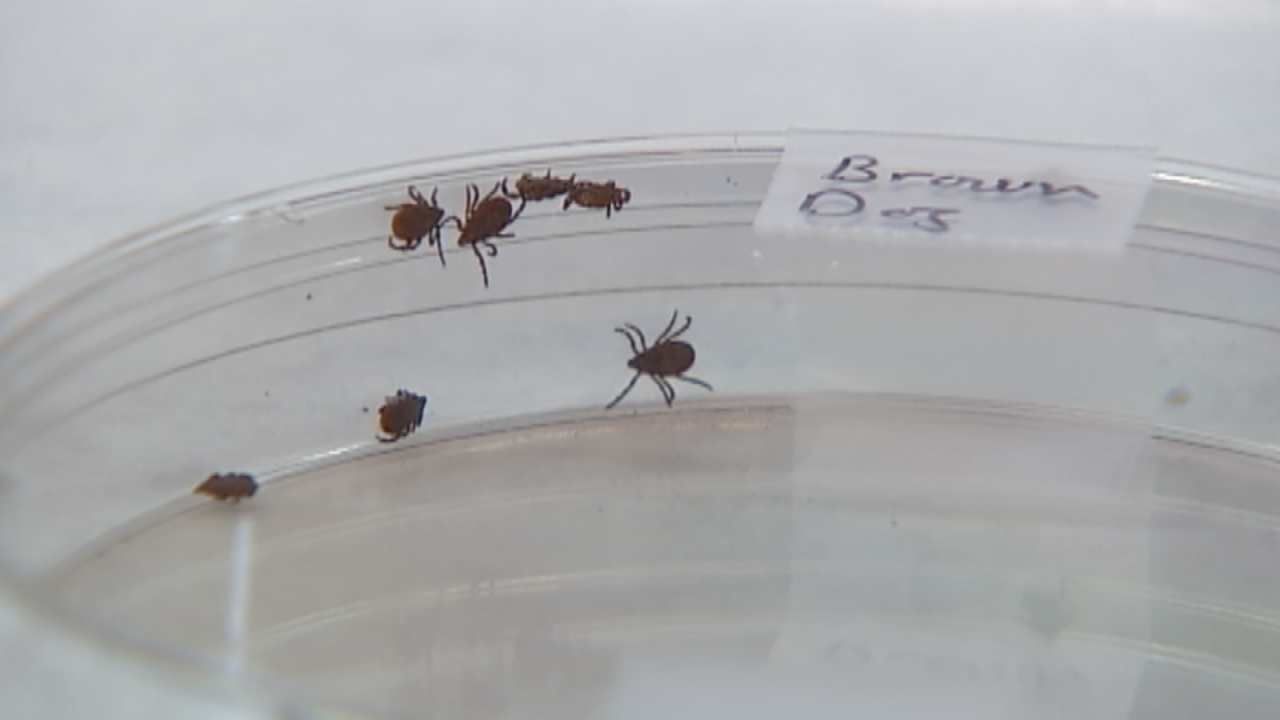 Tick Season Already Affecting Local Pets