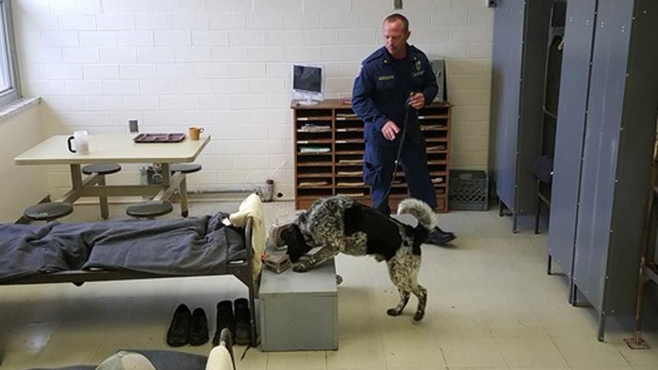 State Prison K-9 Officer First To Be Cellphone Detection Certified In U.S.