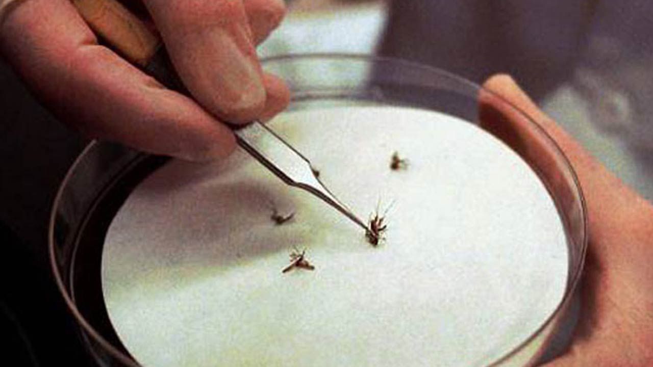 West Nile Virus Infected Mosquitoes Found In Tulsa County