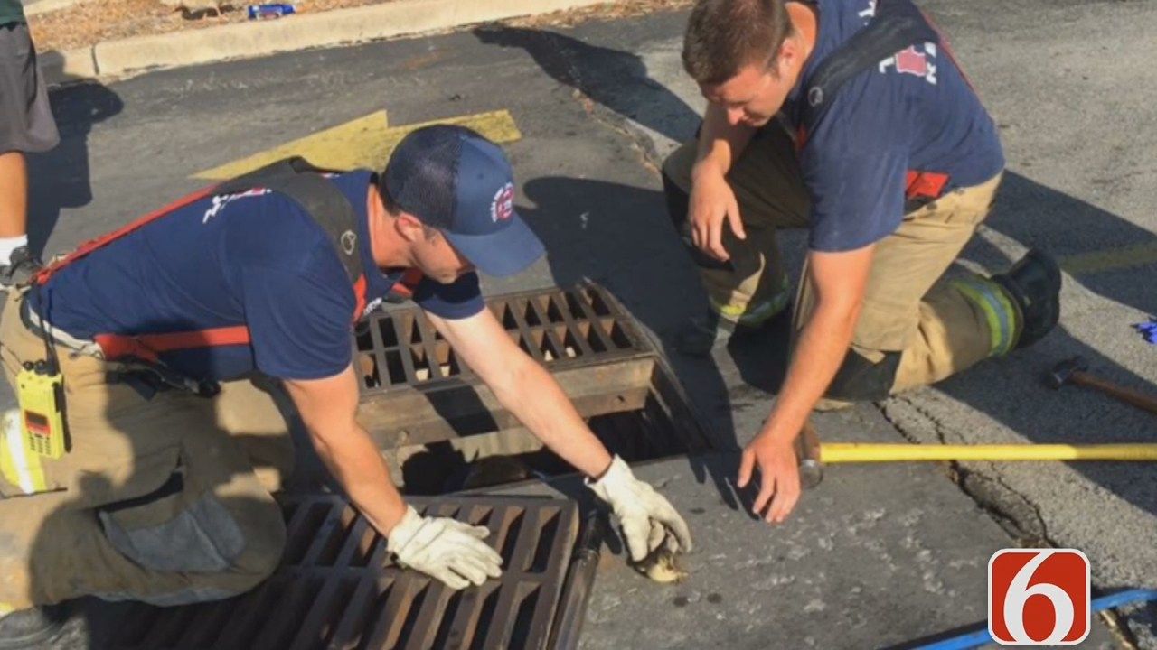 Trapped Ducklings Freed By Tulsa Police And Firefighters