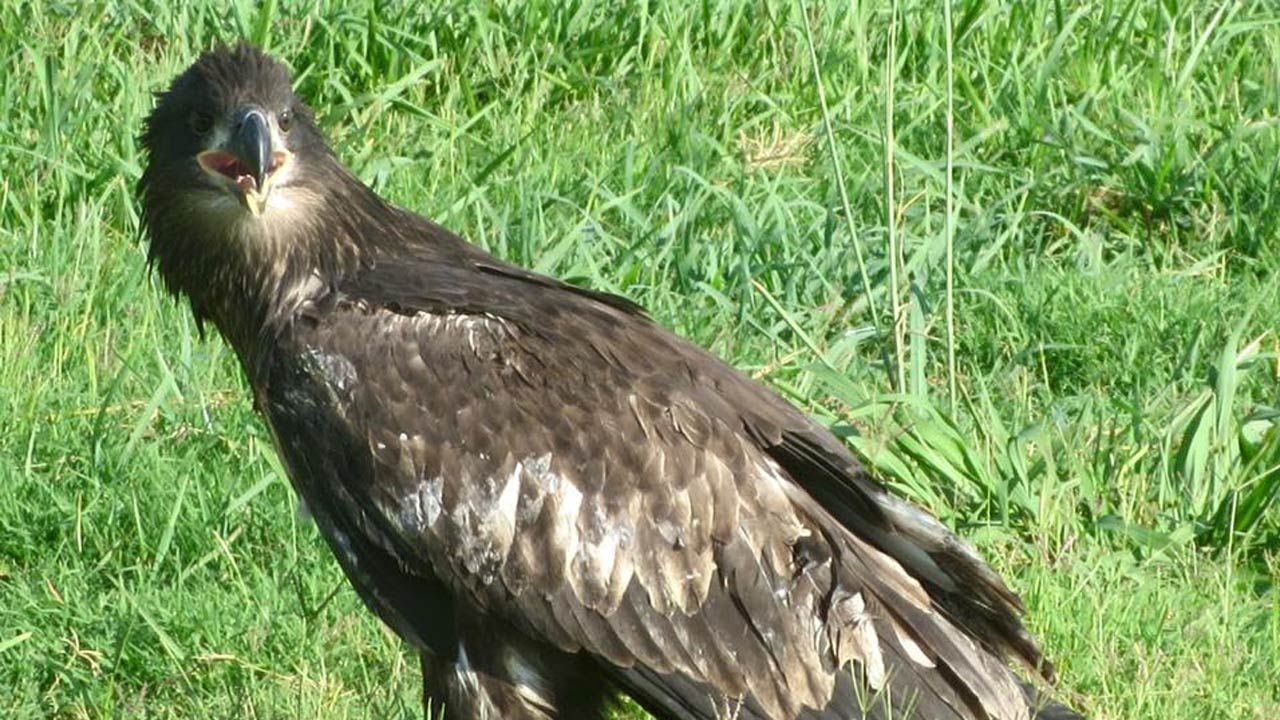 Bald Eagle Rescued In Downtown Tulsa To Be Released Sunday