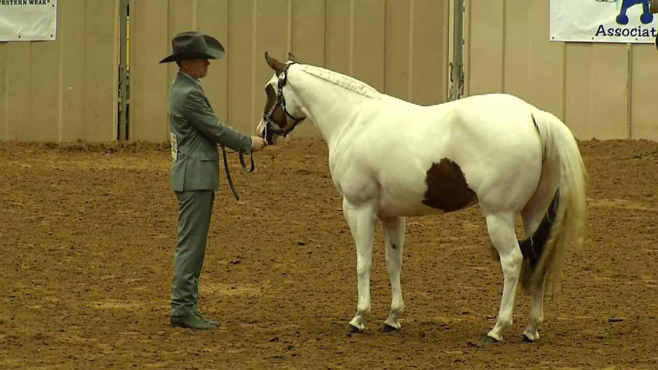 Pinto World Championship Underway In Tulsa