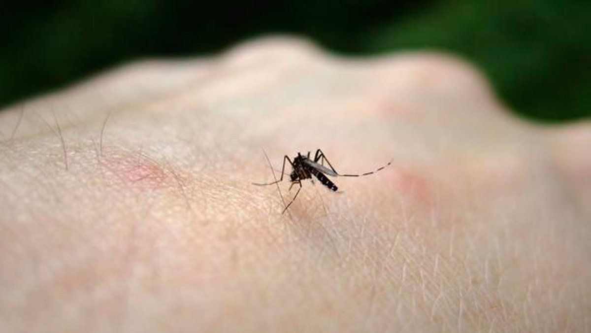 Mosquitoes Have Begun Spreading Zika In Florida, Officials Say