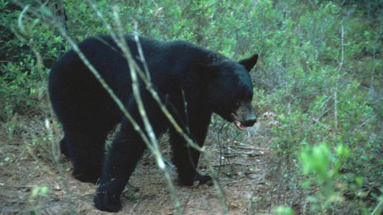 Possible Bear-Human Encounter Near Lake Tenkiller Investigated