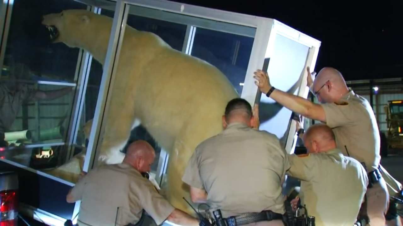 Charges Filed Against Man Accused Of Stealing Stuffed Polar Bear