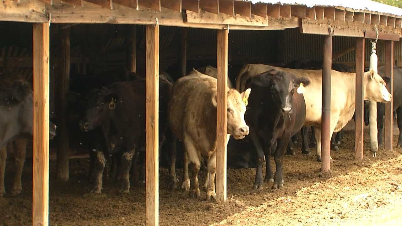 Deadly Bacteria Plaguing Cattle Herds Across Oklahoma