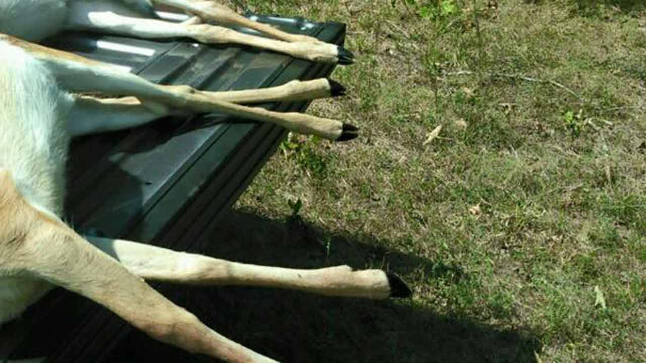Reward Offered For Tips In Cherokee County Fawn Deaths