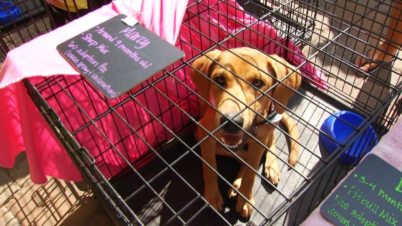 Animal Rescue Groups Unite For Woofstock In Jenks