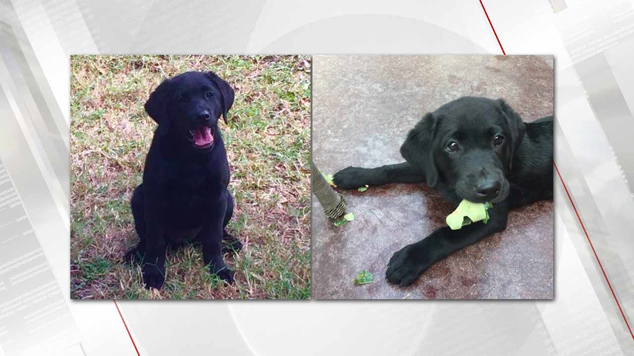 Dennis Byrd Family Looks For Black Lab Puppy Lost In Wreck