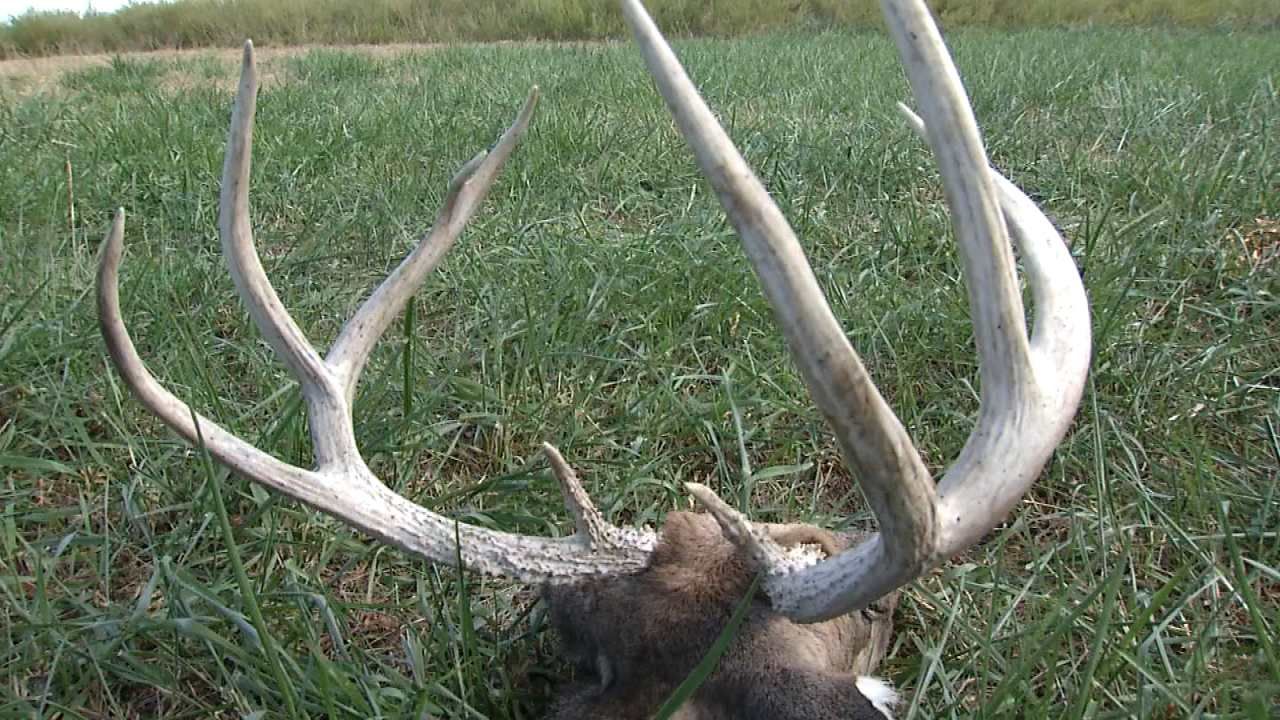 Poacher Kills Deer At Vinita Hunting Facility