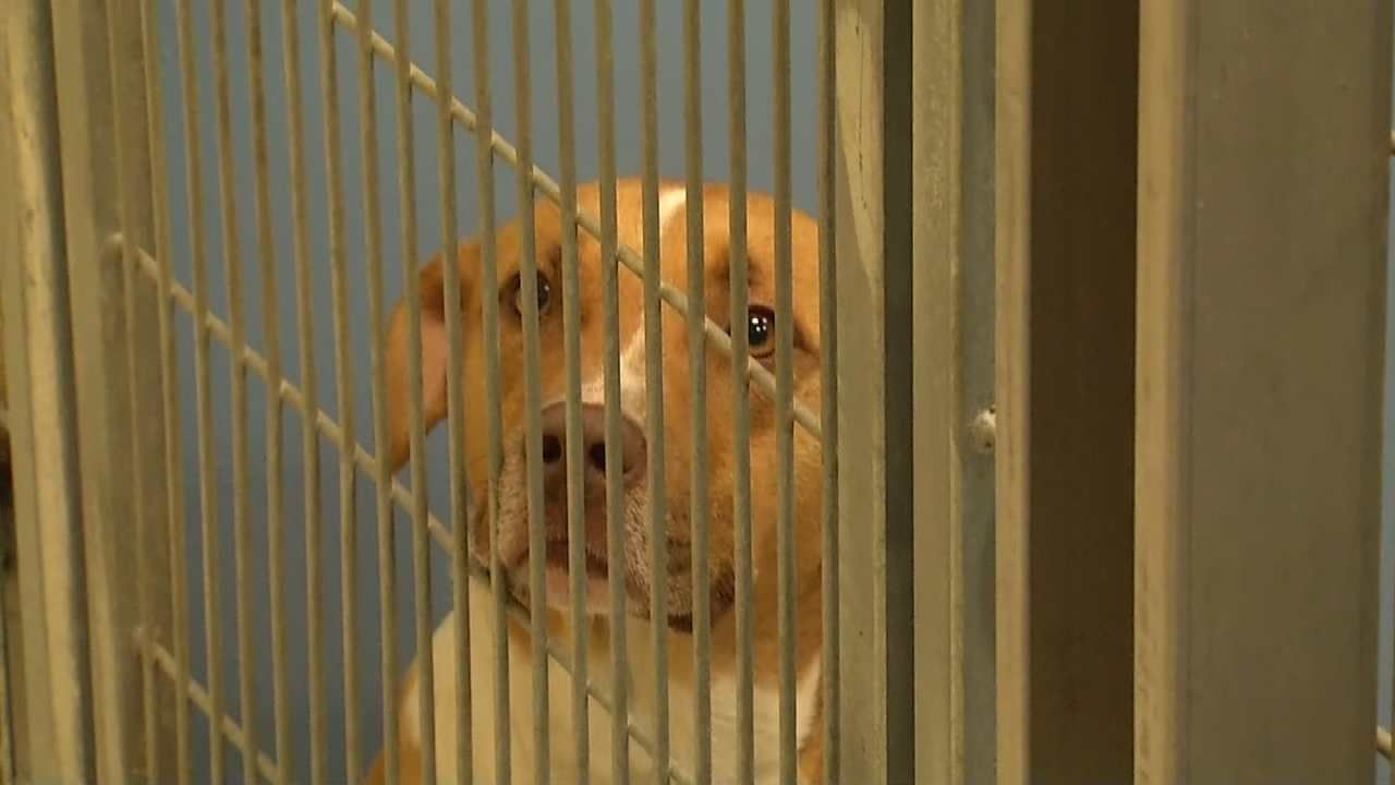 BA Animal Shelter Offers Free Adoptions During Weeklong Event