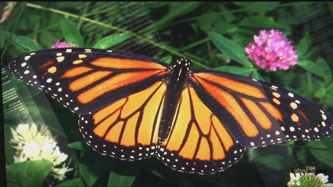 City of Tulsa’s First Monarch Waystation To Be Installed Friday