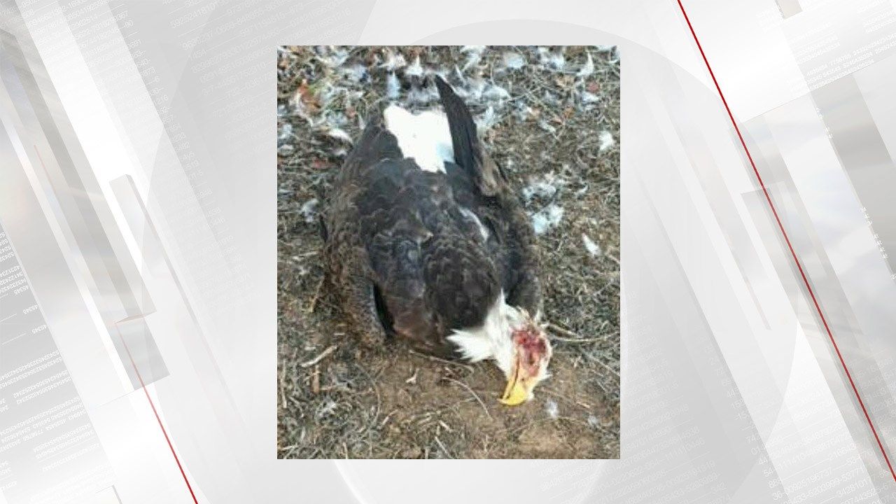 Bald Eagle Shot In the Head, State Game Wardens Offer Reward For Information
