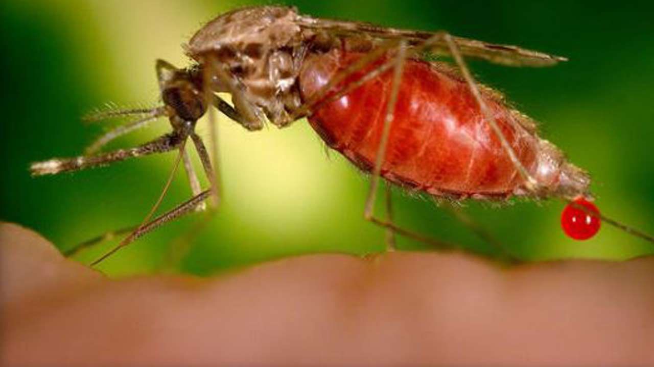 Texas Reports First Locally Transmitted Zika Case