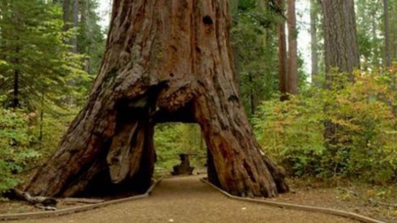 Landmark 'Pioneer Cabin Tree' Toppled By California Storm