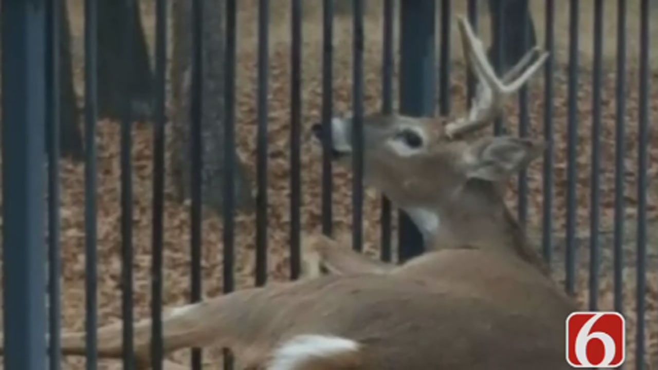 Owasso Chiropractor And Wife Free Buck Stuck On Fence