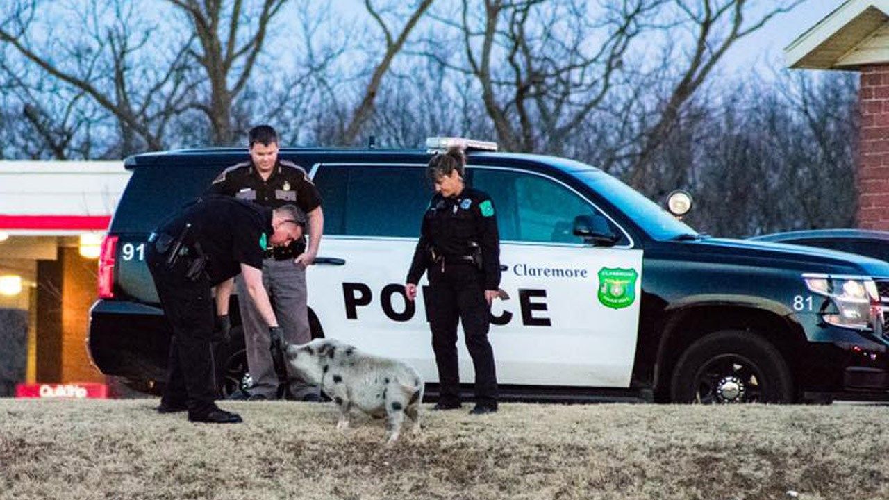 Claremore Family's Pet Pig Back Home After Stroll Along Turnpike
