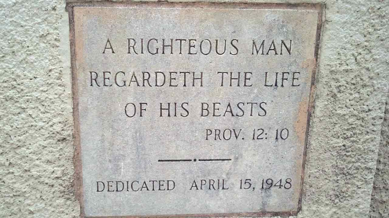 Tulsa SPCA Starts Low-Cost Spay And Neuter Clinic