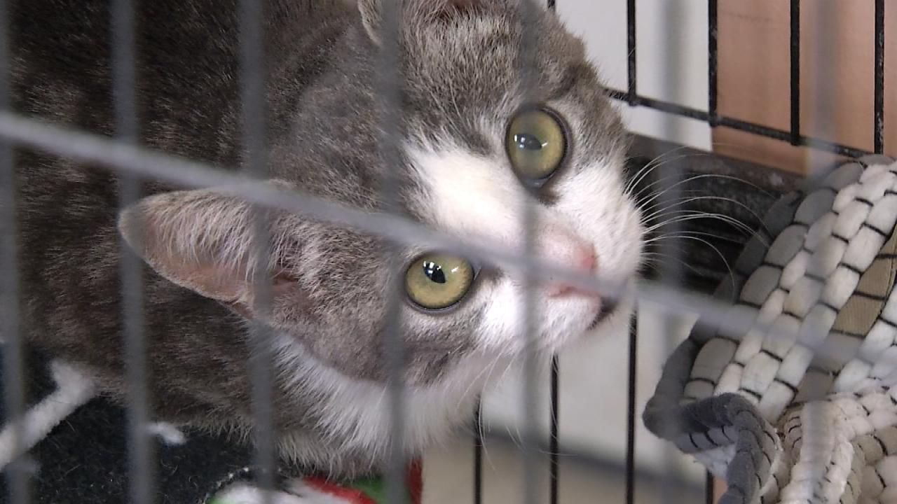 Tulsa SPCA Holds First Low-Cost Spay & Neuter Clinic