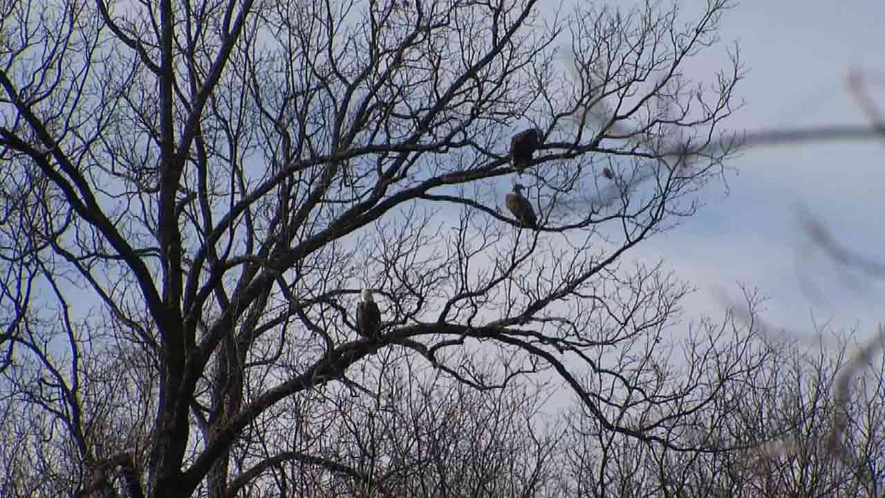 Trump Administration Reverses Decision Banning Lead Ammo on Federal Land