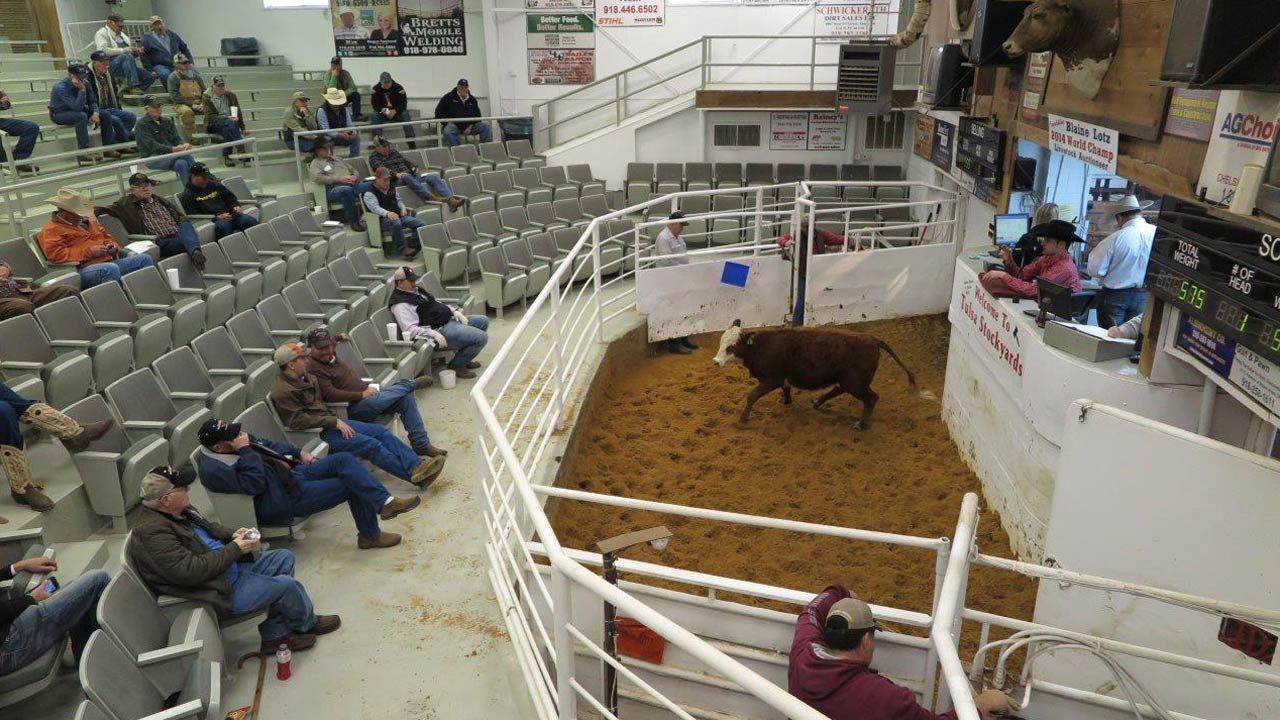 Oklahoma Wildfire Impact Not Showing Up Yet In Cattle Prices