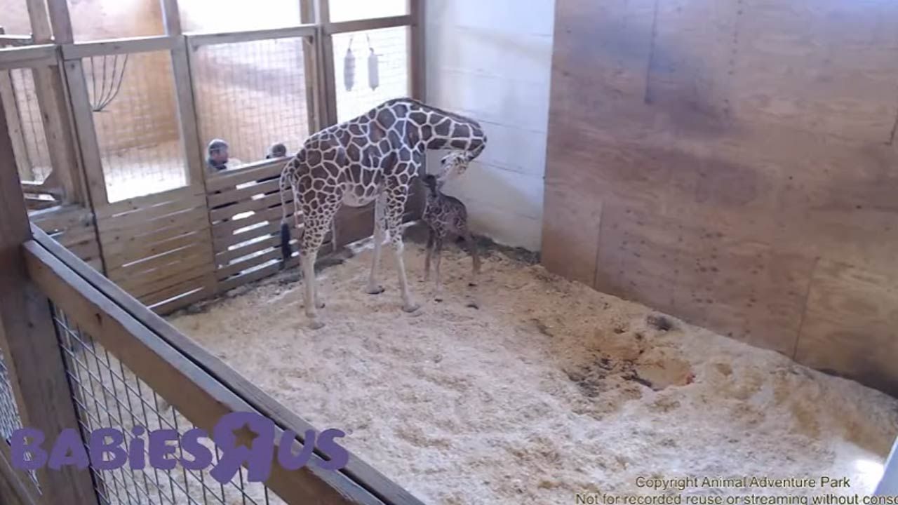 April The Giraffe Finally Gives Birth In New York Zoo