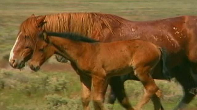 Madeleine Pickens, T. Boone Pickens' wife, wants to take the horses out of the more expensive short term holding and put them on her close to 20,000 acres of land in Nevada.