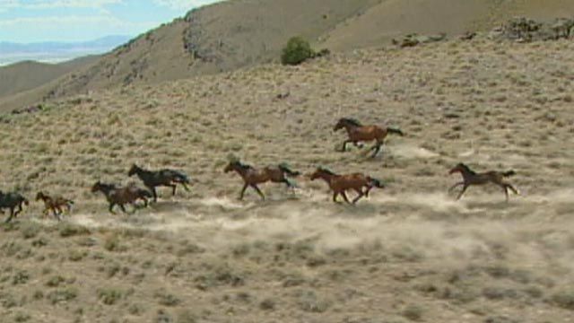 There are roughly 27,000 wild horses on long term pastures.