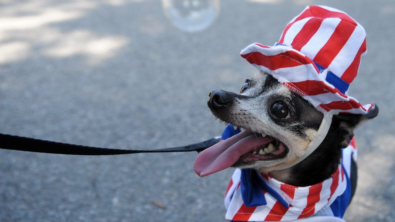 Glenpool Animal Shelter Urges Extra Precautions For Pets On Holiday