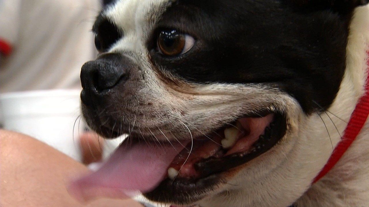 Independence Day Busy Time For Tulsa Animal Hospitals