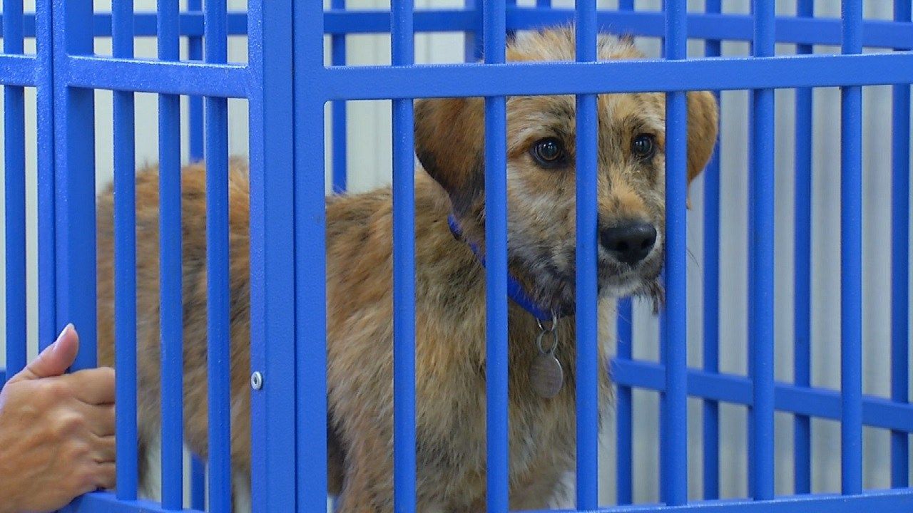 Tulsa Humane Society In Bixby Refuses New Dogs Amid Air Conditioning Trouble