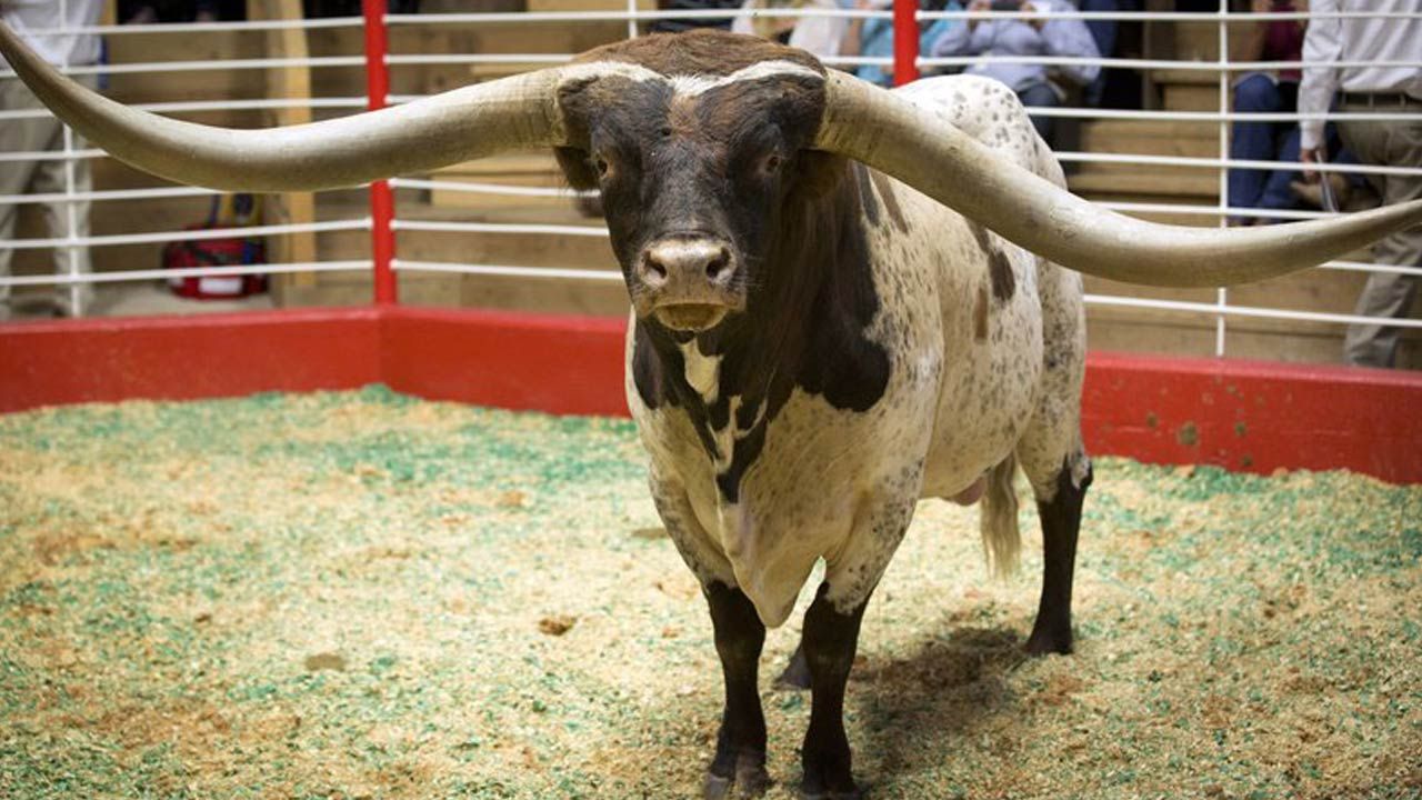 Oklahoma Longhorn Bull With Record Horn Span Sold In Texas