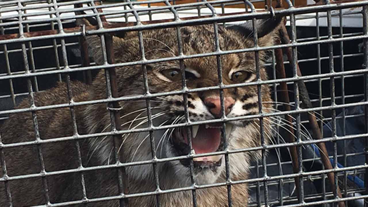 Bobcat Surprises Staff At Sapulpa Herald