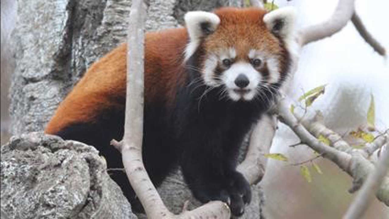 Red Panda Arrives At Tulsa Zoo's Lost Kingdom